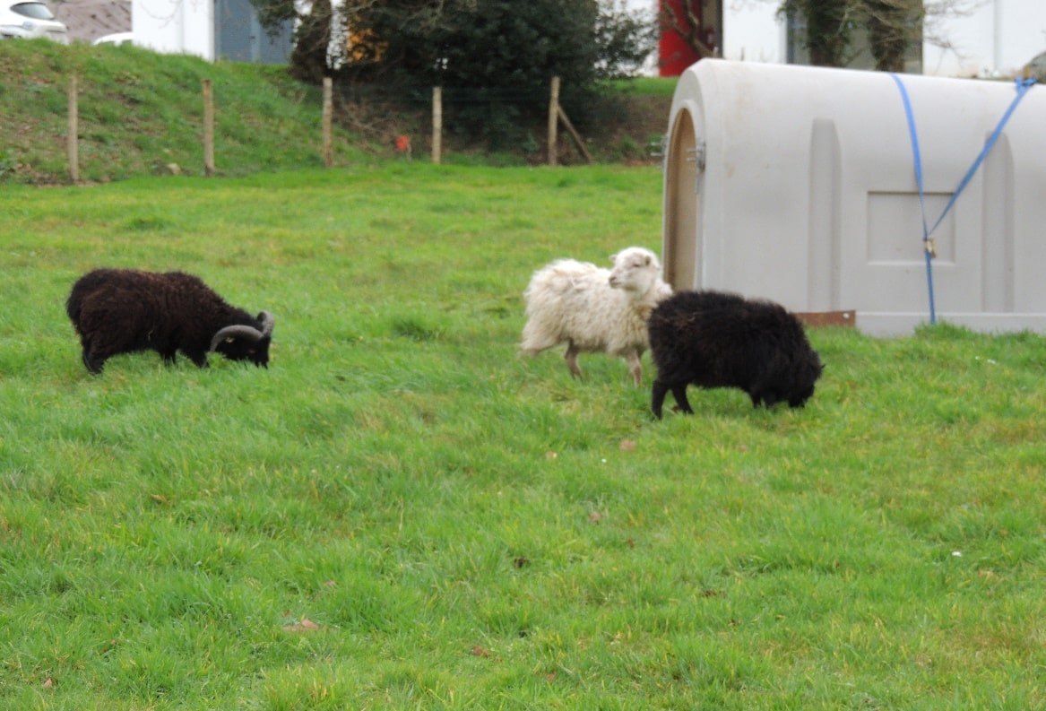 Arrivée de moutons